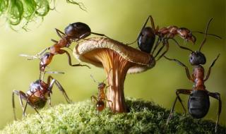蚂蚁的生活特征
